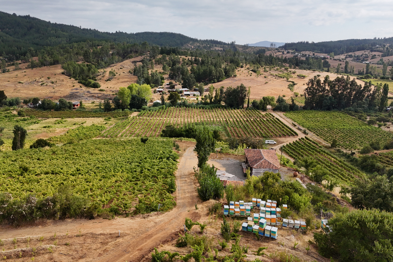 Viña Lomas de Llahuen