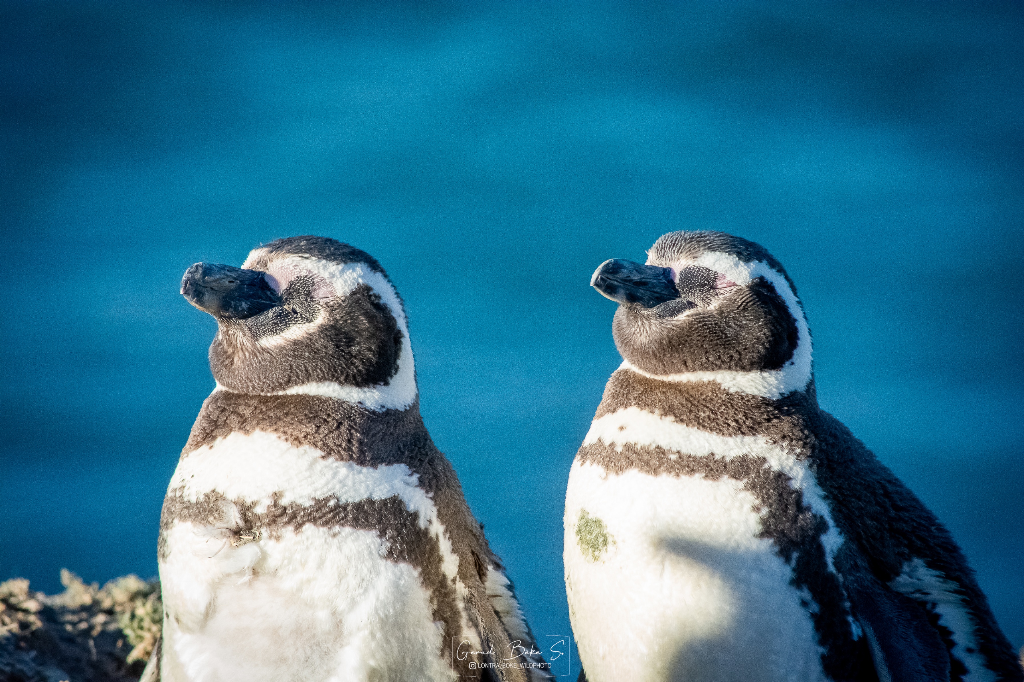 Pingüino de Magallanes