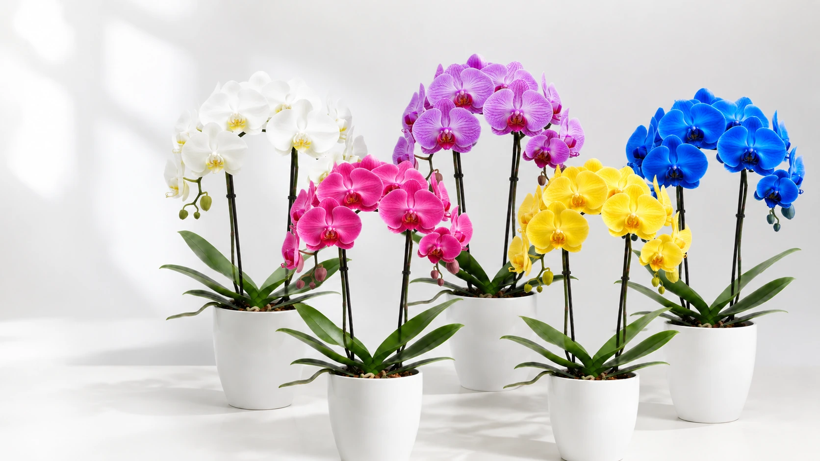 Orquídeas