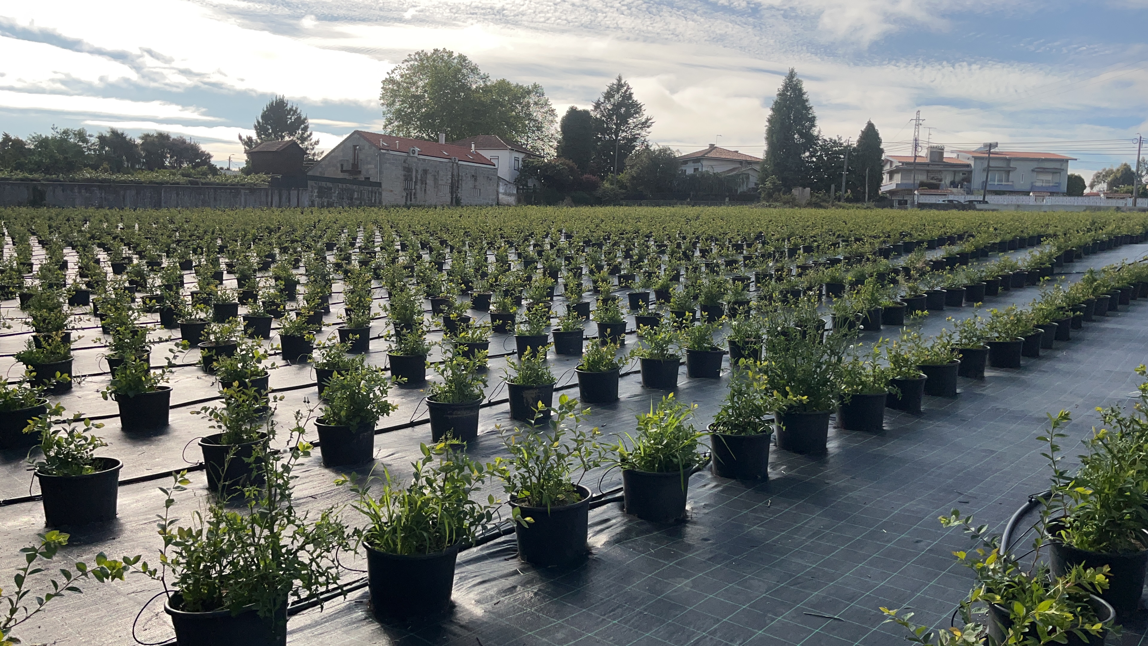 Frescura que se sente em cada colheita