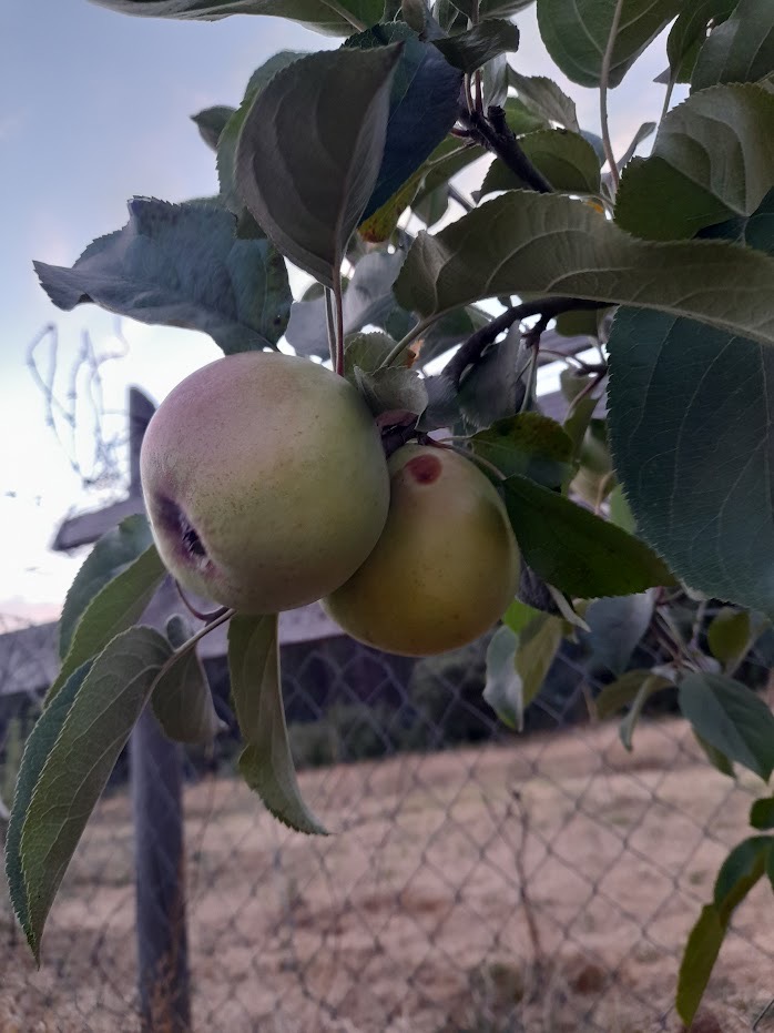 SIDRERÍA MANZANO HUACHO