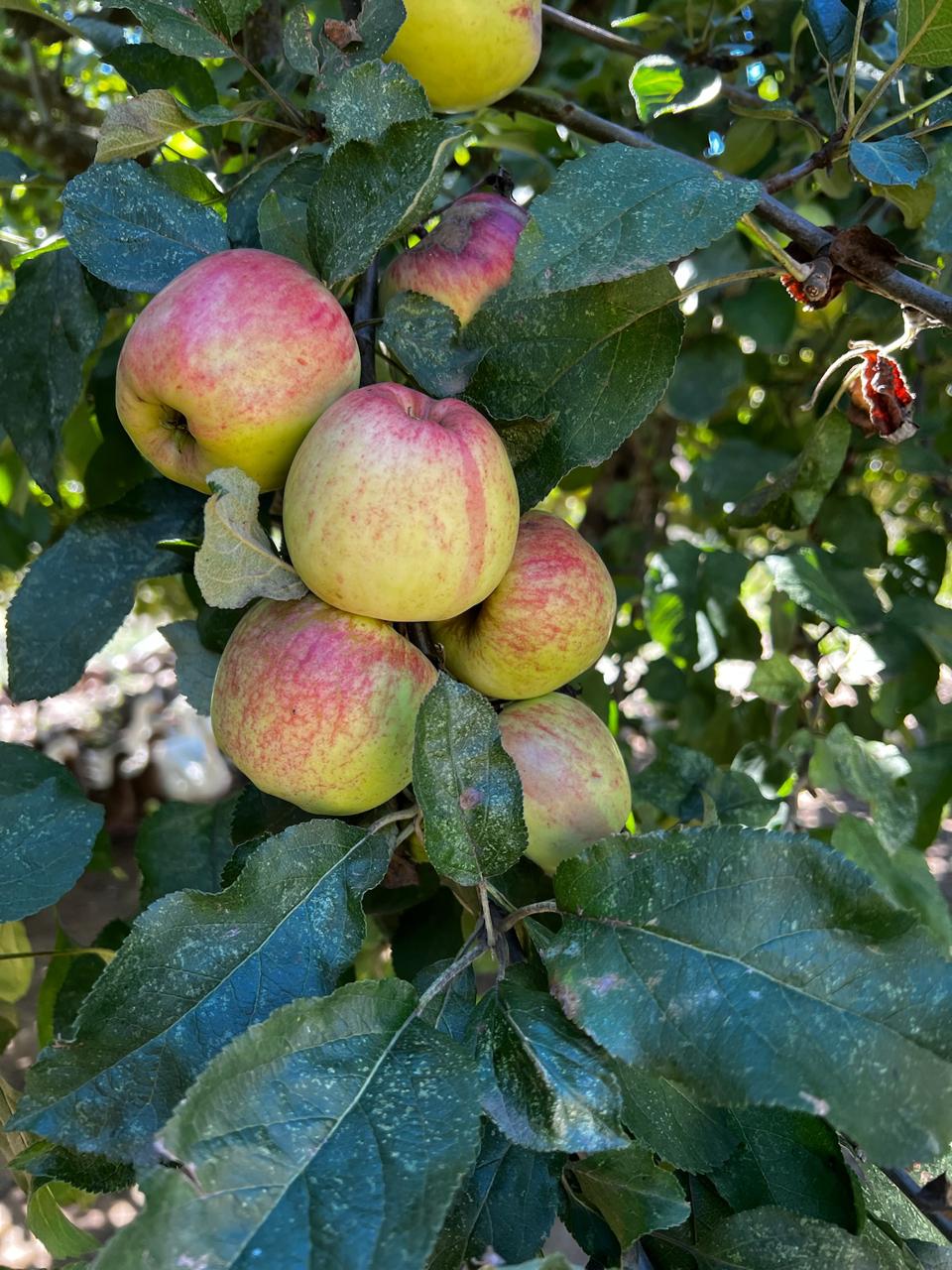 SIDRERÍA MANZANO HUACHO