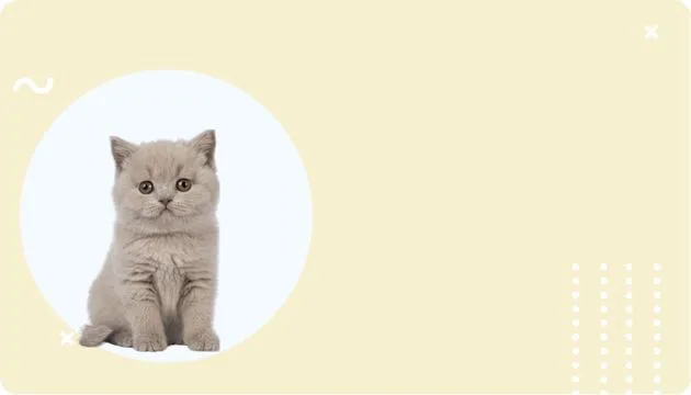 Gatos