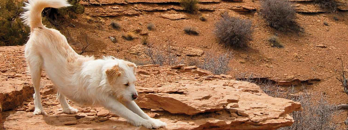 Nutrición especializada para perros y gatos