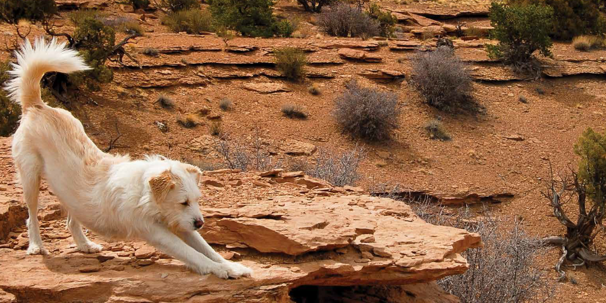 Nutrición especializada para perros y gatos