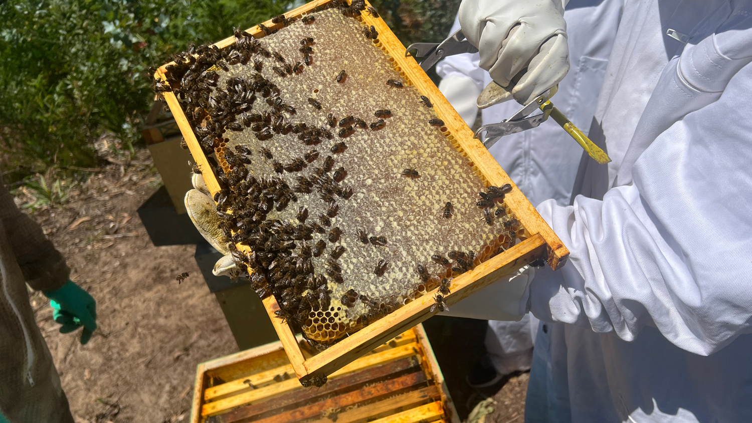 Our honey