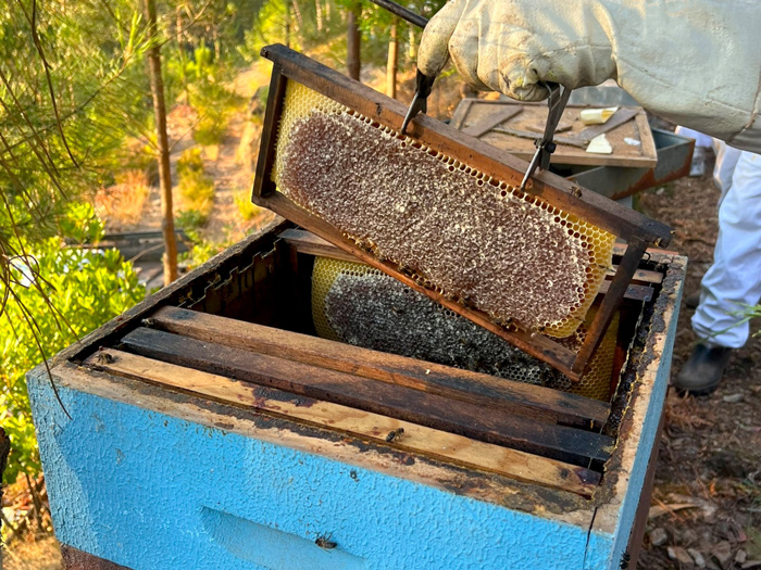 Why choose our honey?<br>