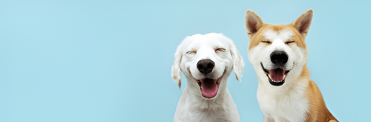 Bienestar para Tus Mascotas