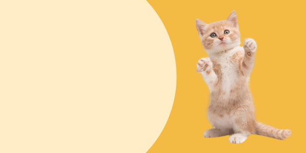 Kitten