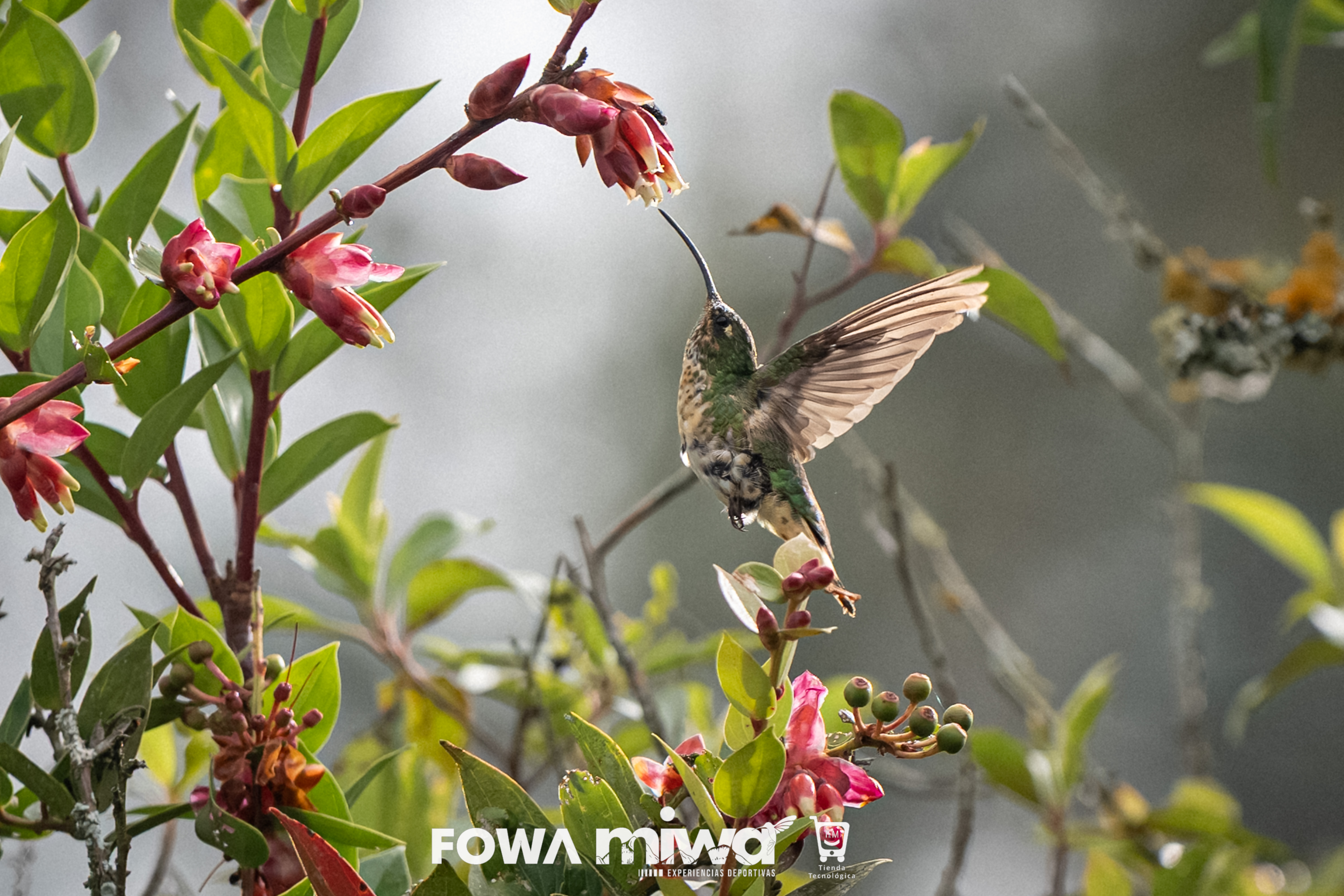 MiWA