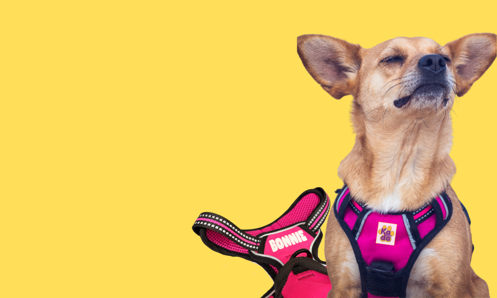 Estampamos sus <br> datos en el arnés