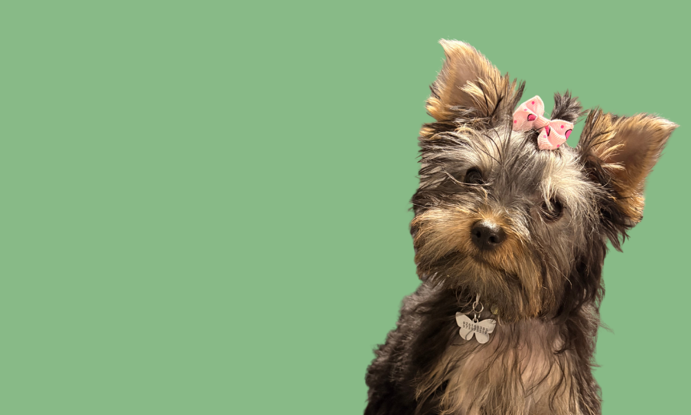 Medallas <br>Grabadado <br> Laser