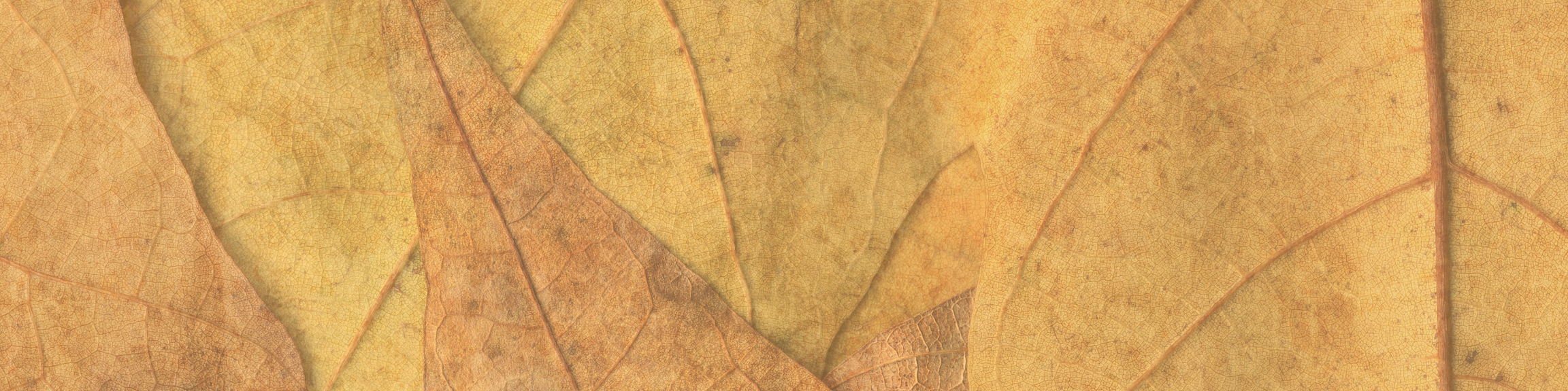 Cosmética natural Colombiana a partir de extractos naturales