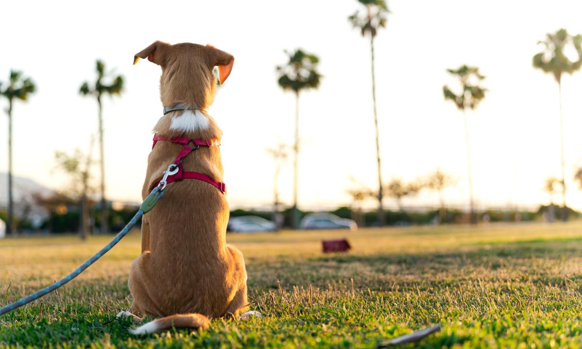 Diseños únicos para compañeros únicos