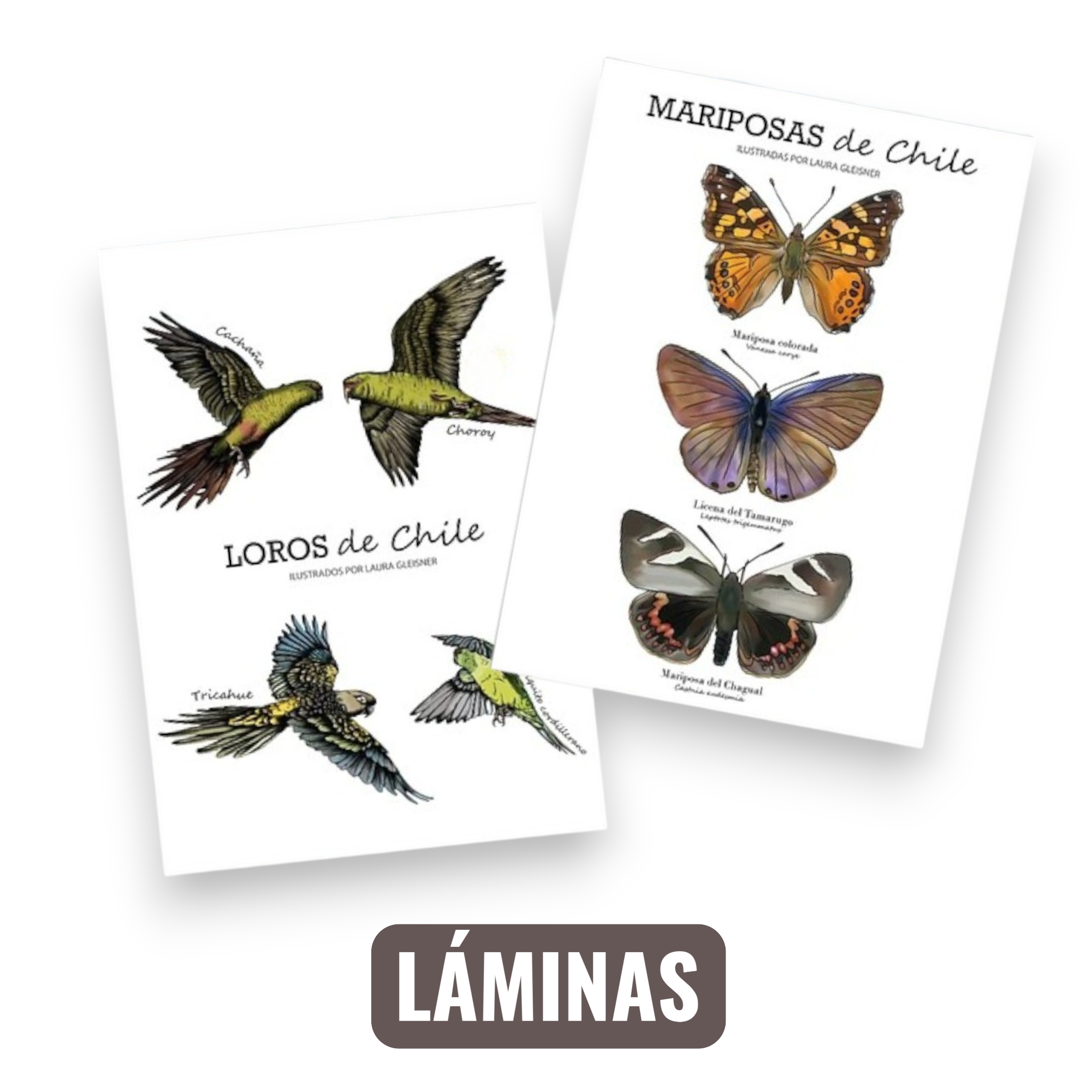 Láminas
