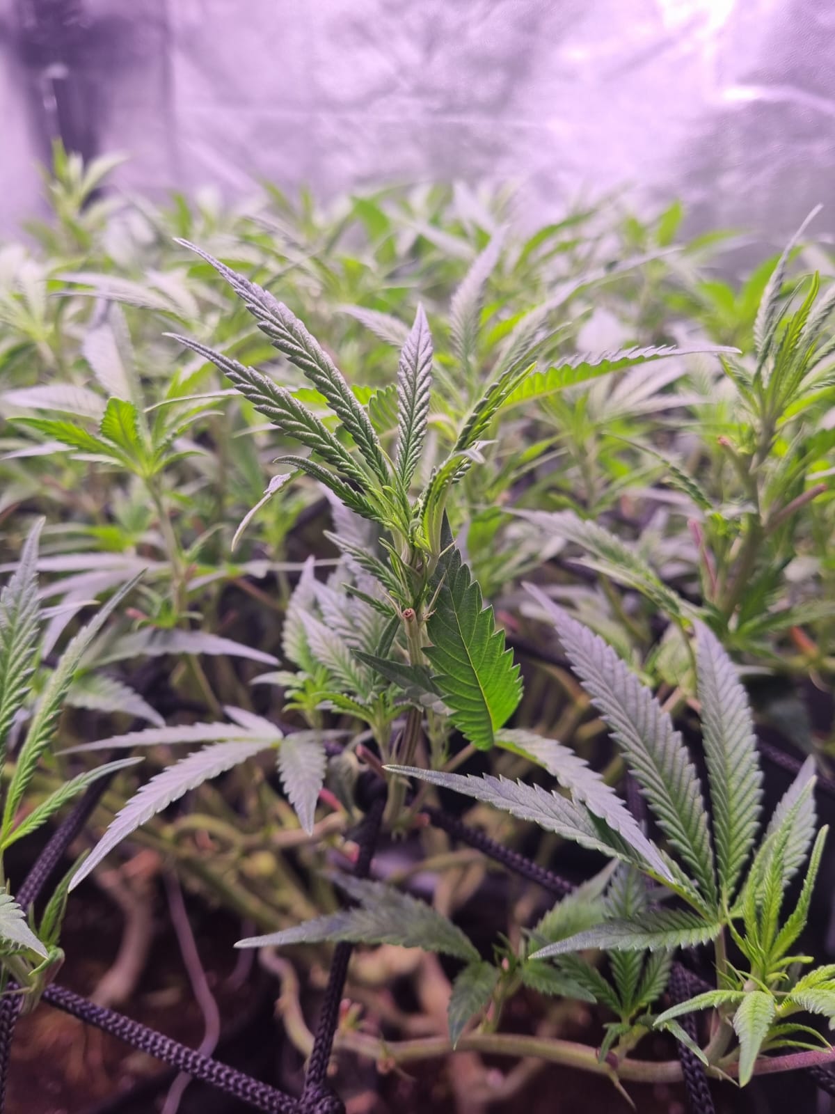 Plantas saludables con temperatura y humedad estables