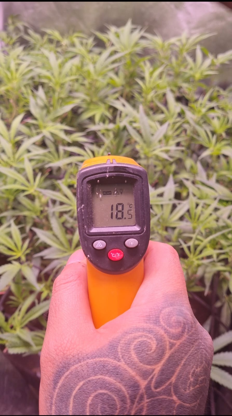 Medición de temperatura foliar con termómetro infrarrojo
