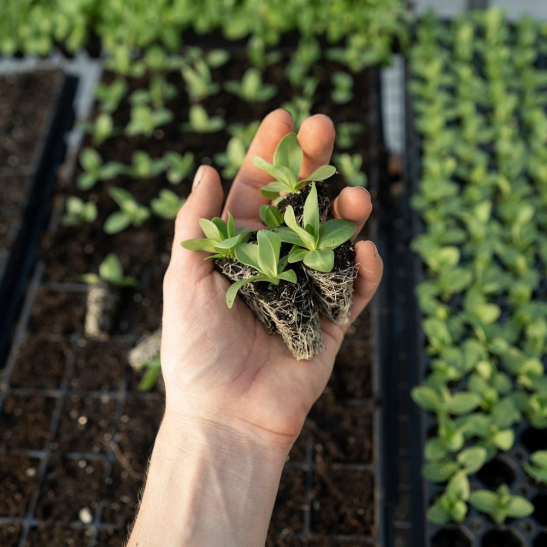 🌱 Pack de Sustratos Premium - ¡25% de Descuento! 🌱