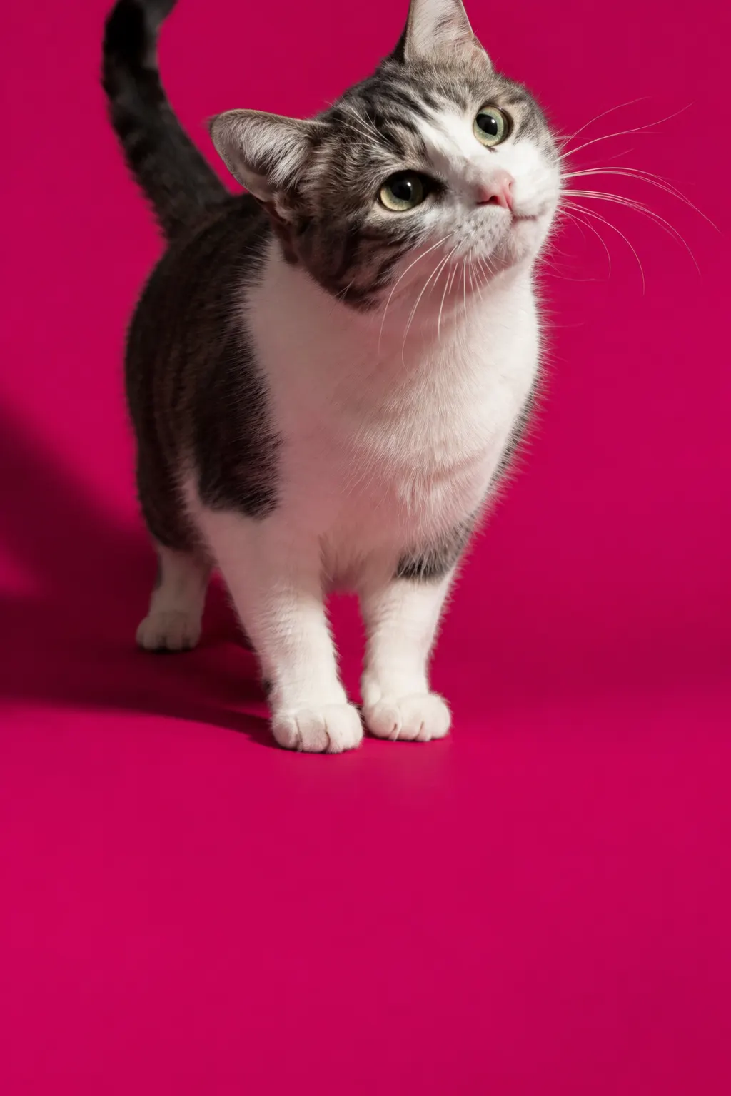 Un gato mira con curiosidad algo fuera de cuadro sobre un fondo fucsia.