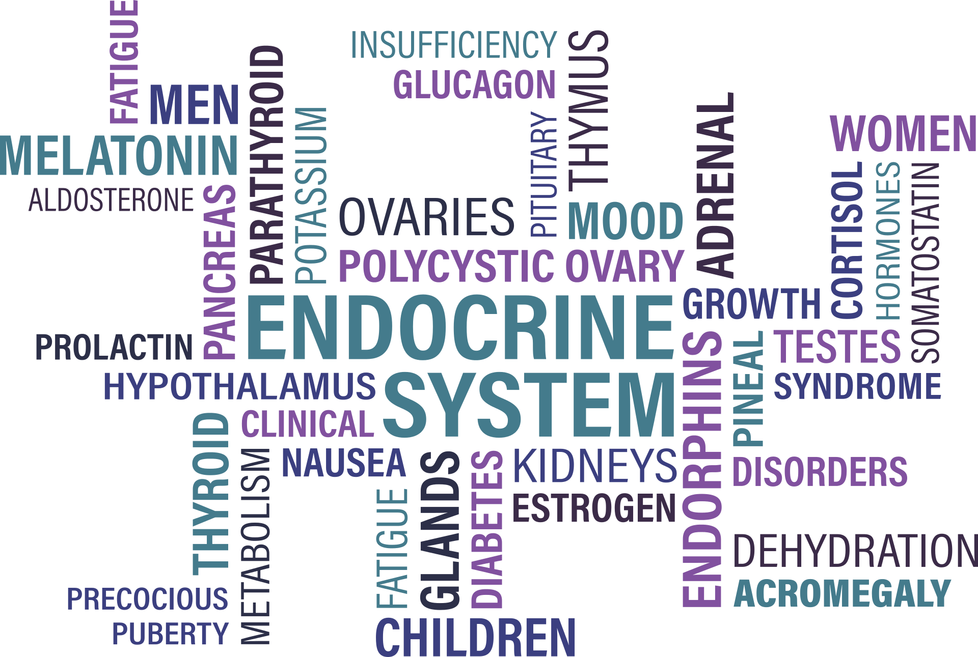 Sistema Endocrino