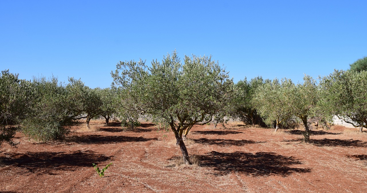 <i>"Olea"</i>