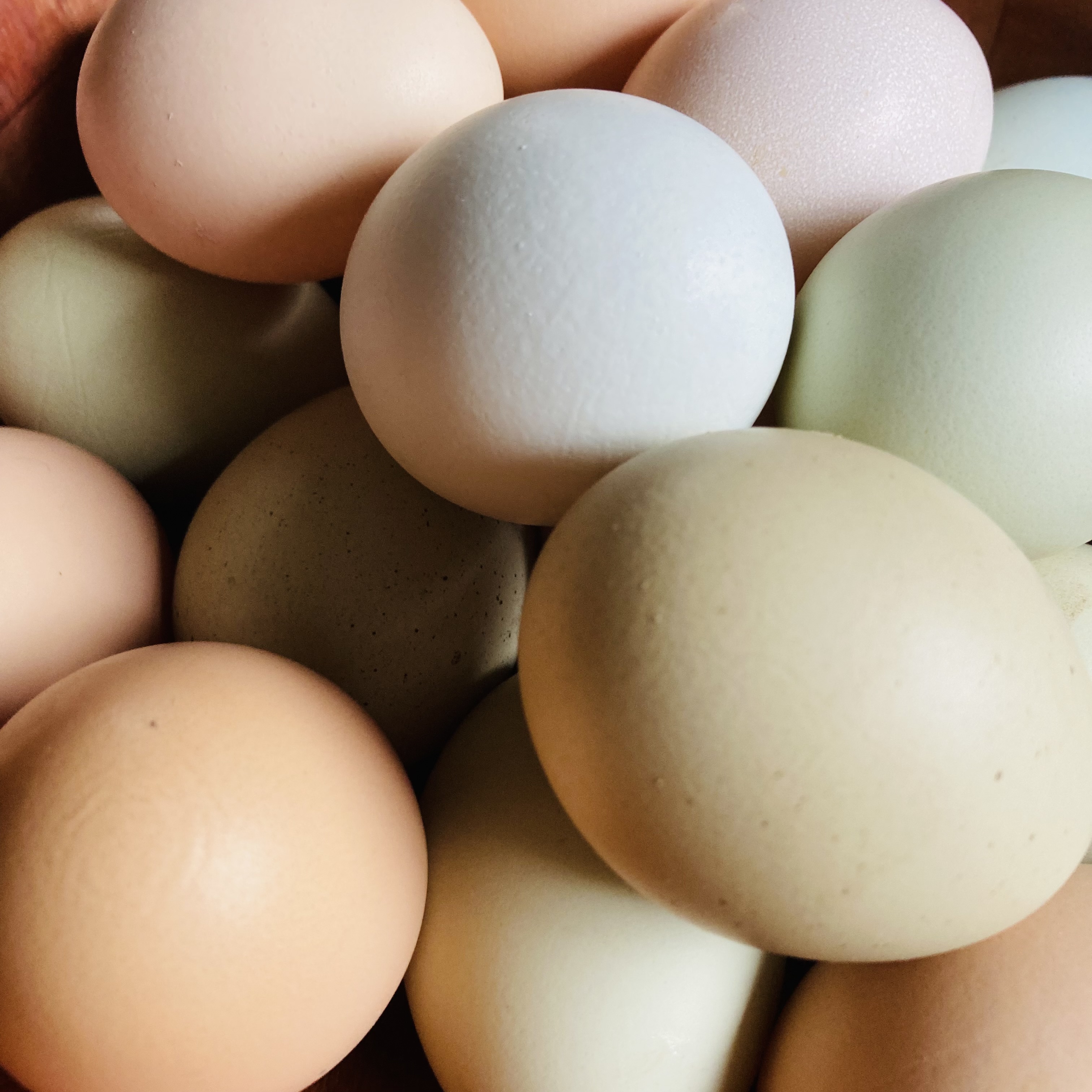 Huevos de Gallinas de Libre Pastoreo