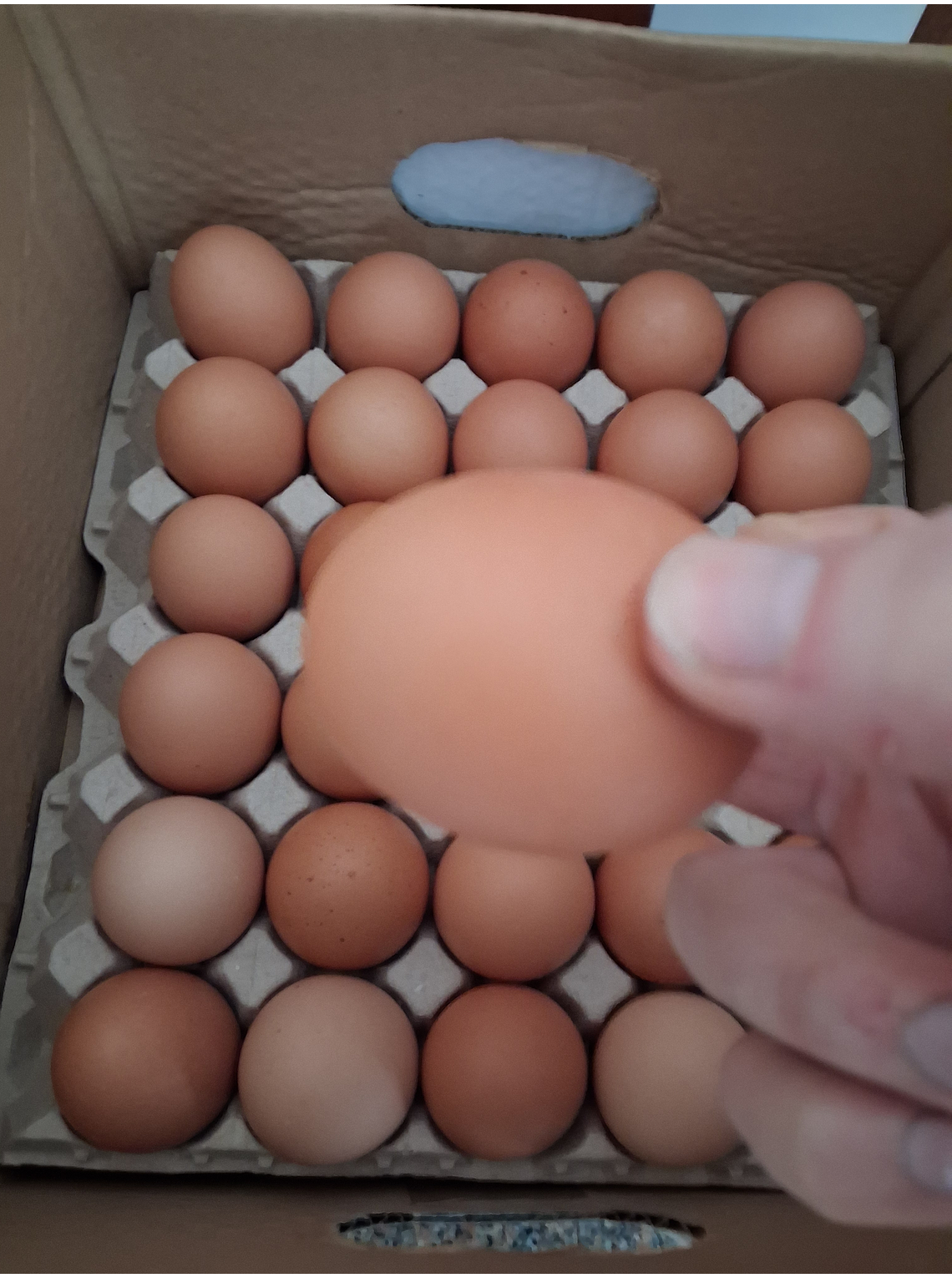 Caixas 5 duzias Ovos