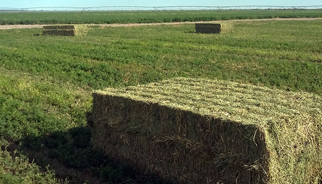 Bales