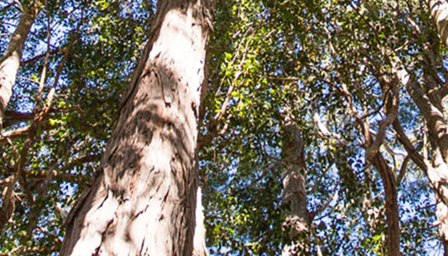 Forestry