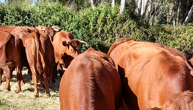Livestock