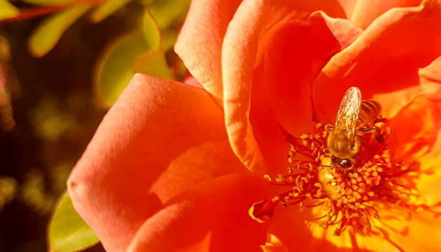 Beekeeping
