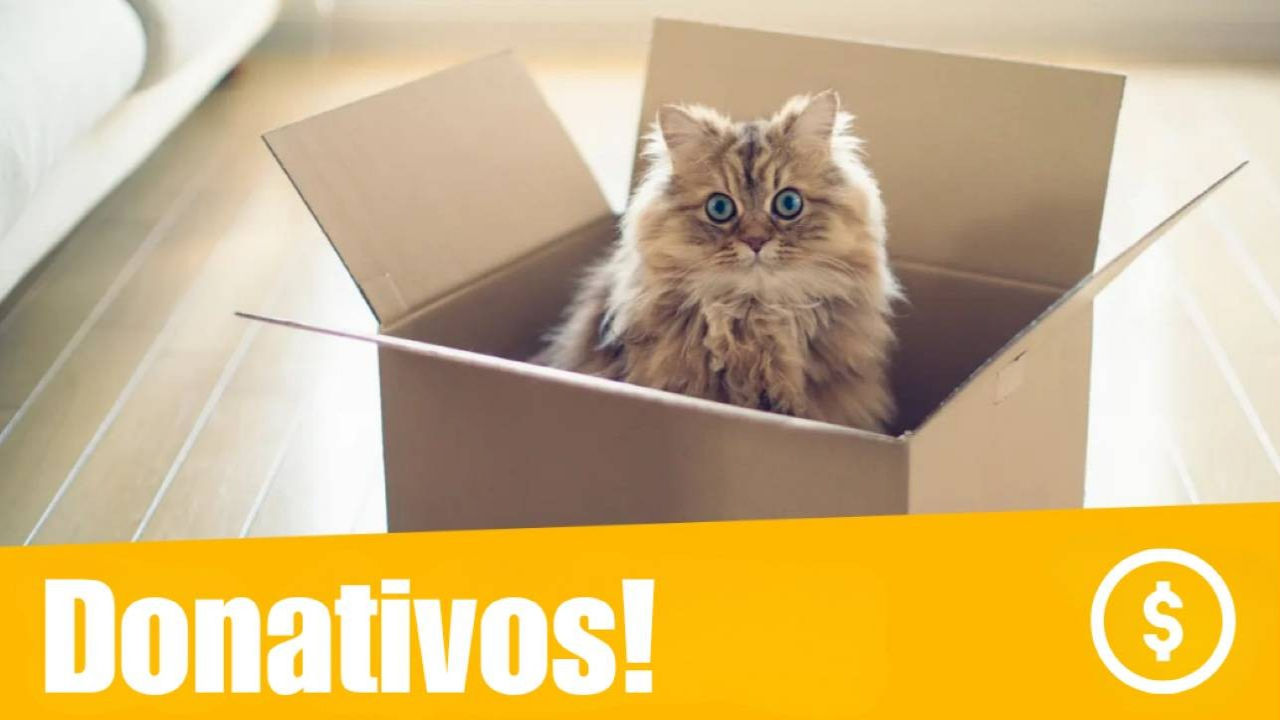 Botão para donativos - Gato dentro de uma caixa