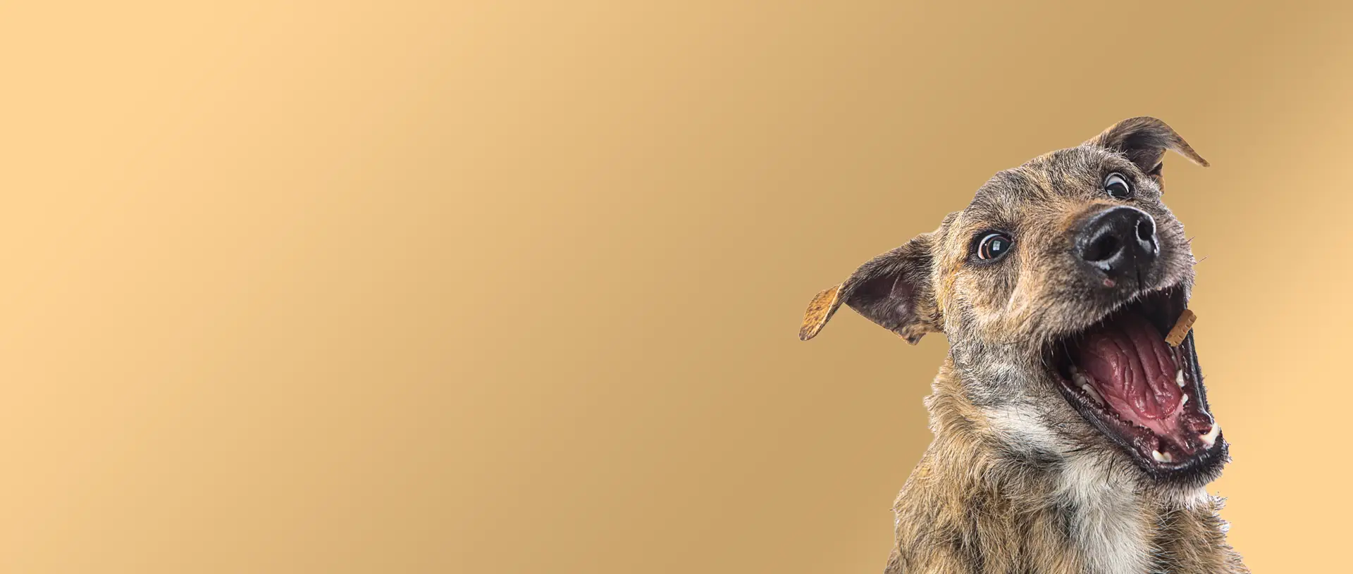 Ricos Snacks Premiun