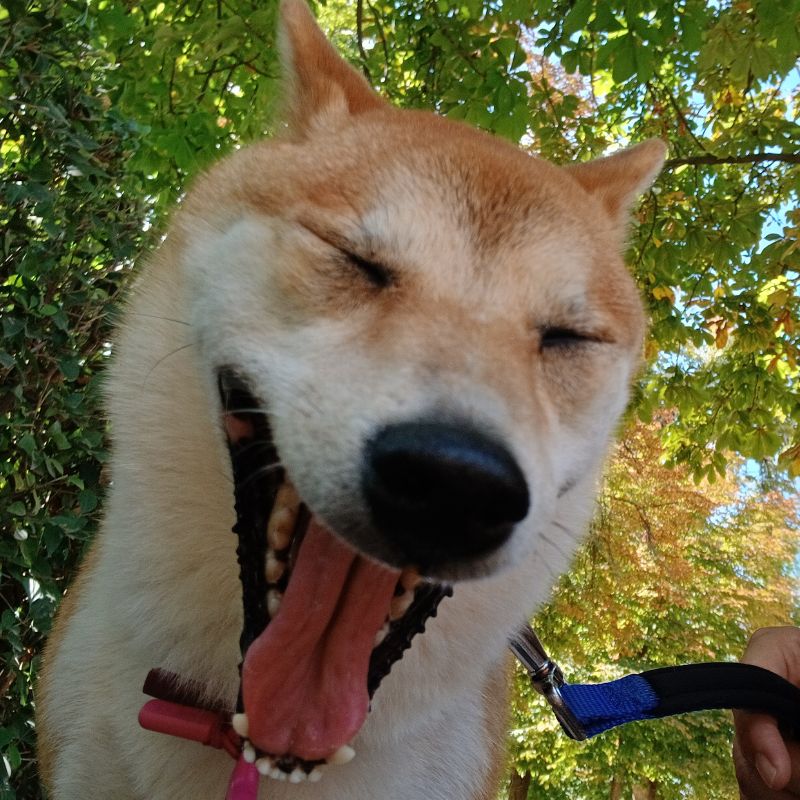 Solución de problemas