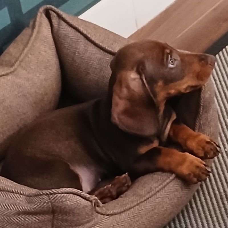 Adiestramiento básico