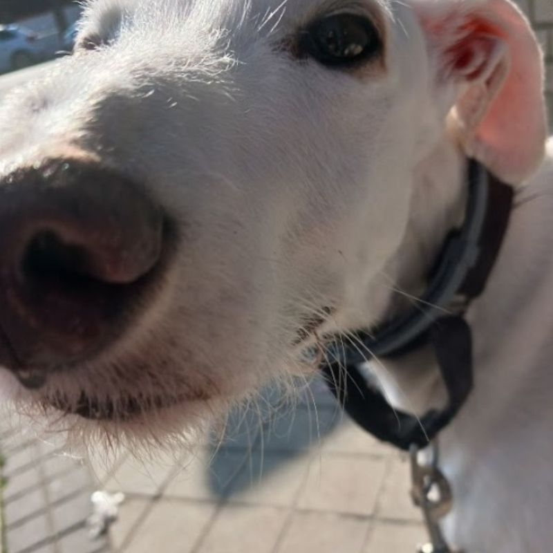 <h2>Pasear perro Madrid</h2>