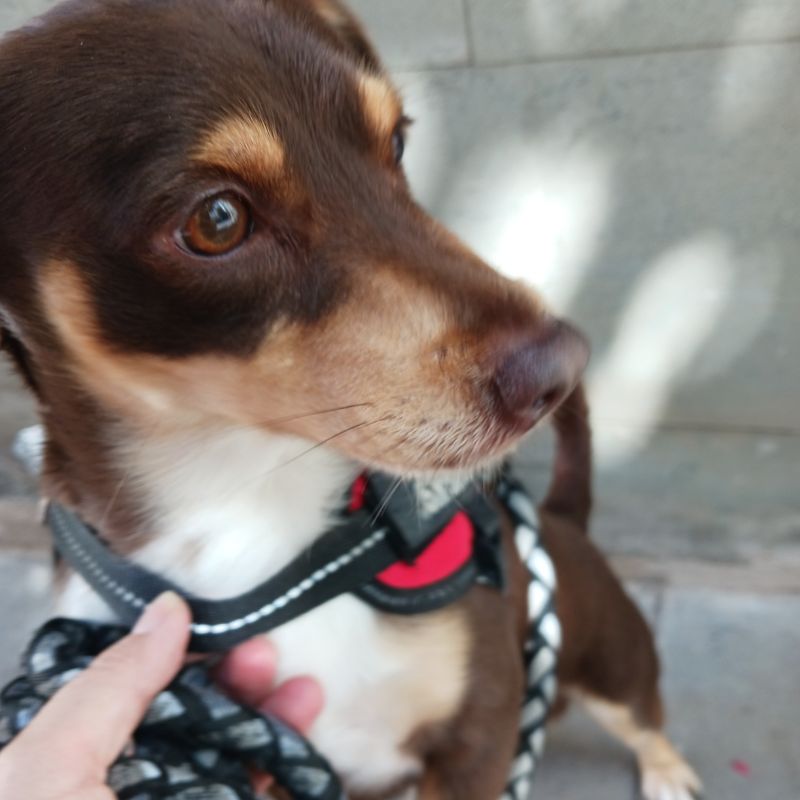 <h2>Paseo de perros Madrid</h2>