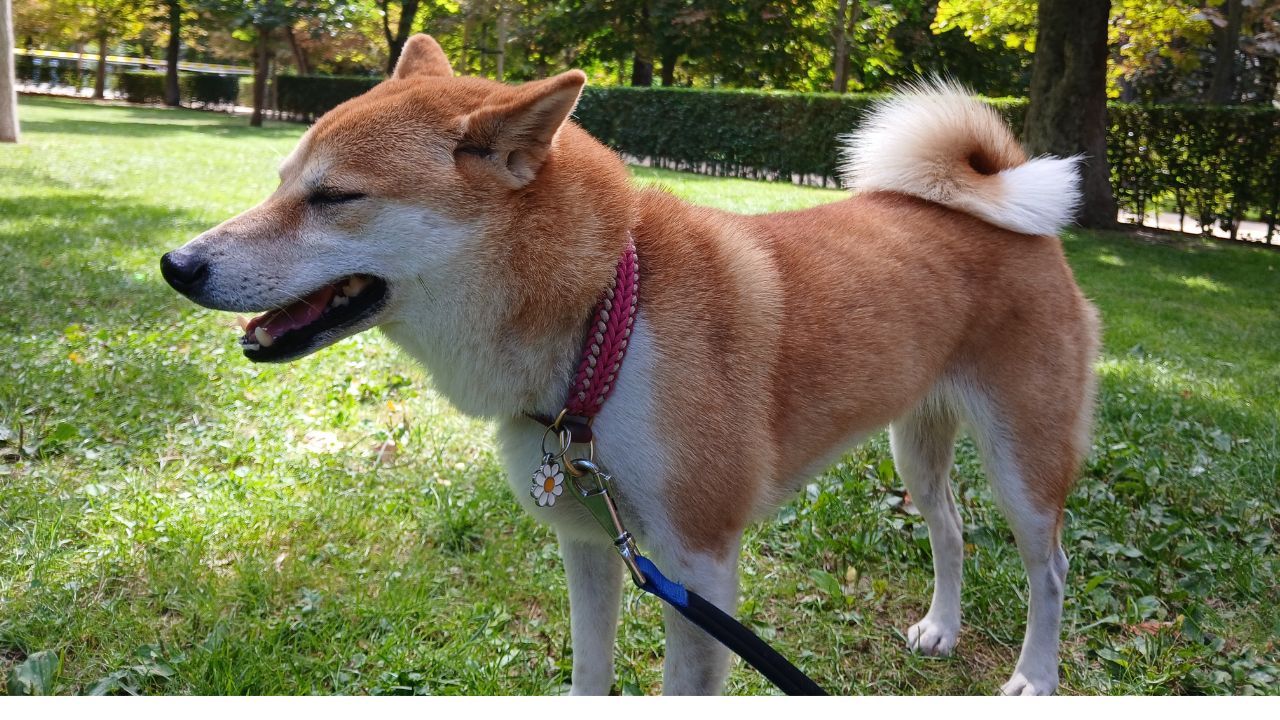 Título de la Sección