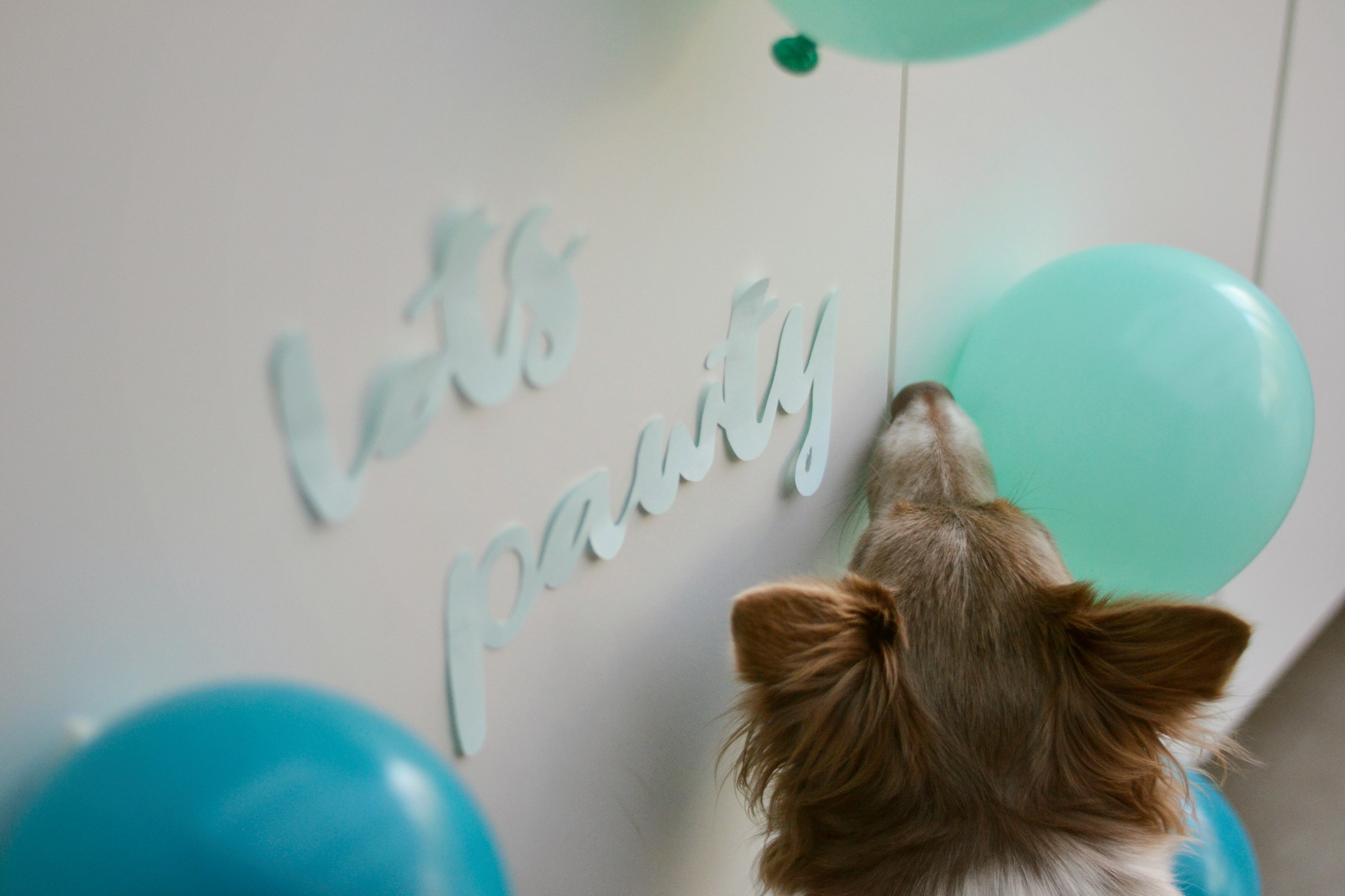 <div bis_skin_checked="1" style="font-size: 50px">Pawty</div>
