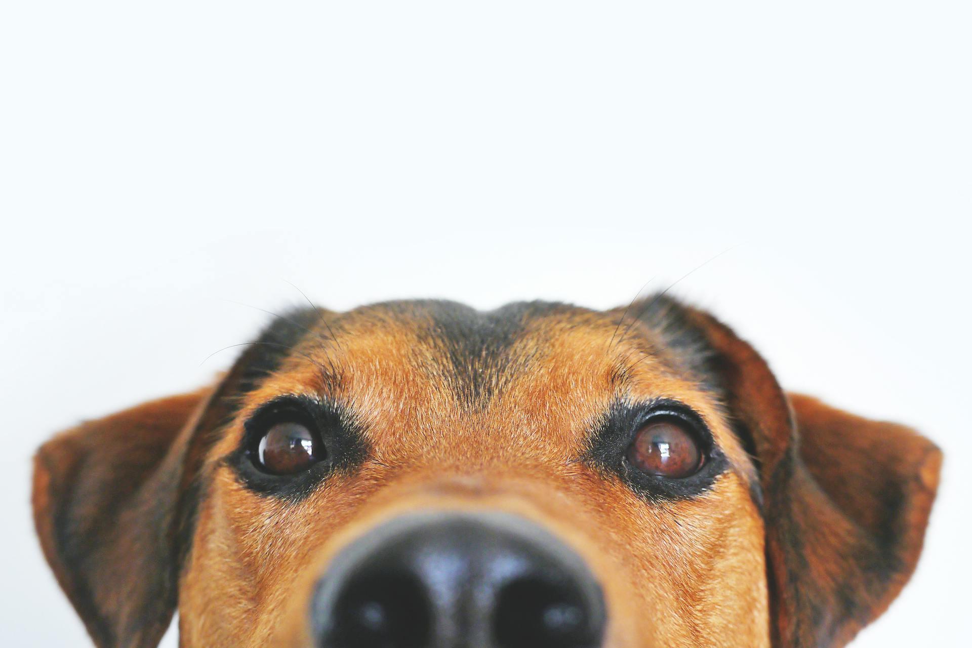 Paw Verde