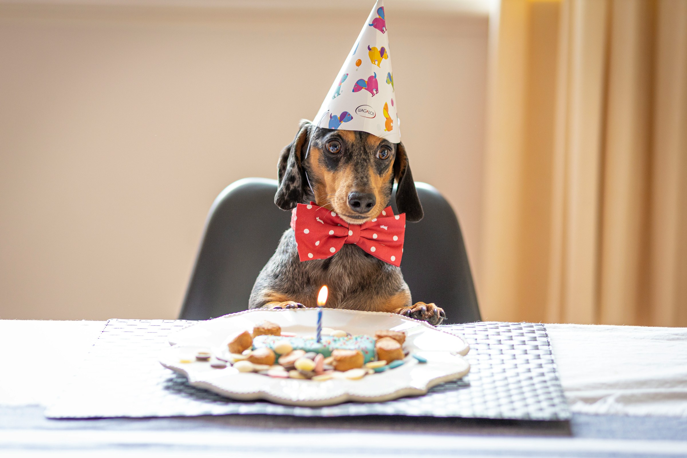 Fiestas Temáticas Personalizadas y Catering para tus Peluditos