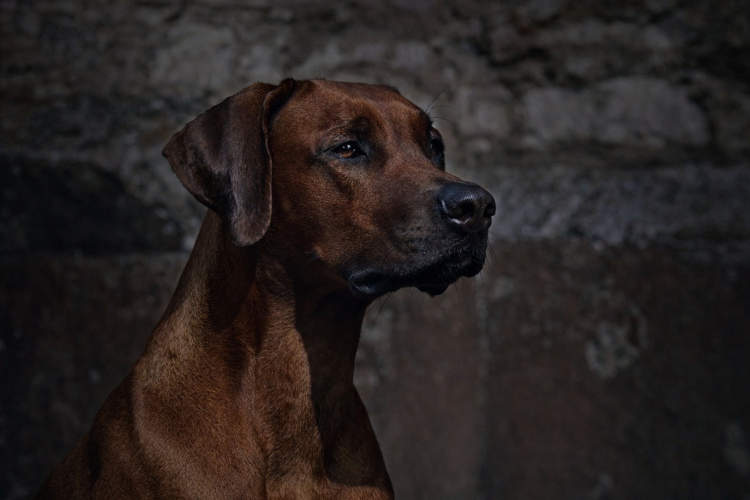 Pet Wellness & Bespoke Experiences