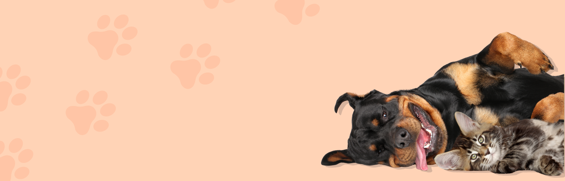 <i>Bienvenido a PawCity</i>