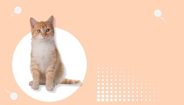 Gatos