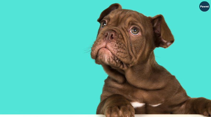 La forma moderna de comprar para tu mascota.