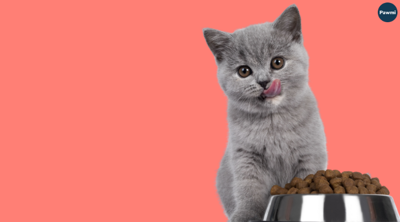 Tu gato merece lo mejor, sin pagar de más.