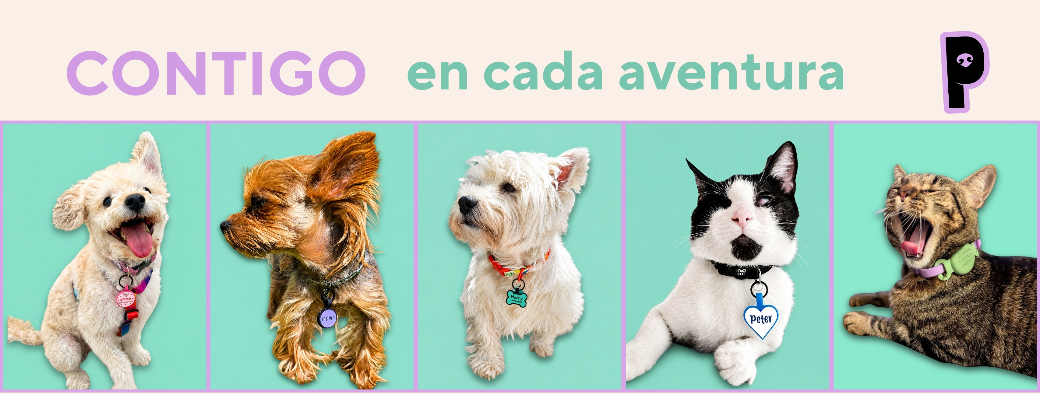 Pepets Coquets