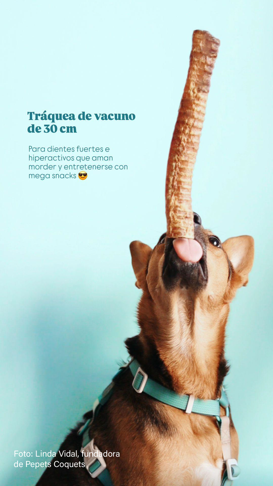 <strong>LA IMPORTANCIA DE LOS SNACKS NATURALES PARA LA SALUD DE TU MASCOTA&nbsp;</strong>