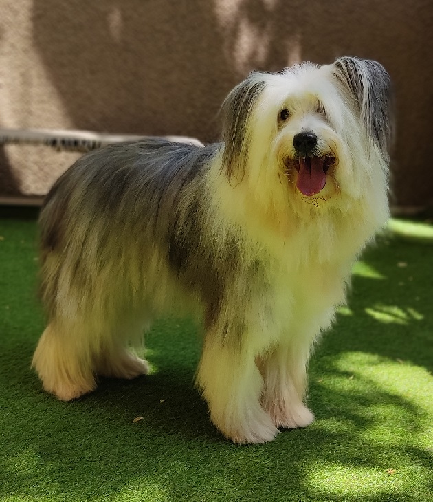 Baños y peluquería: <div>la clave para su bienestar</div>