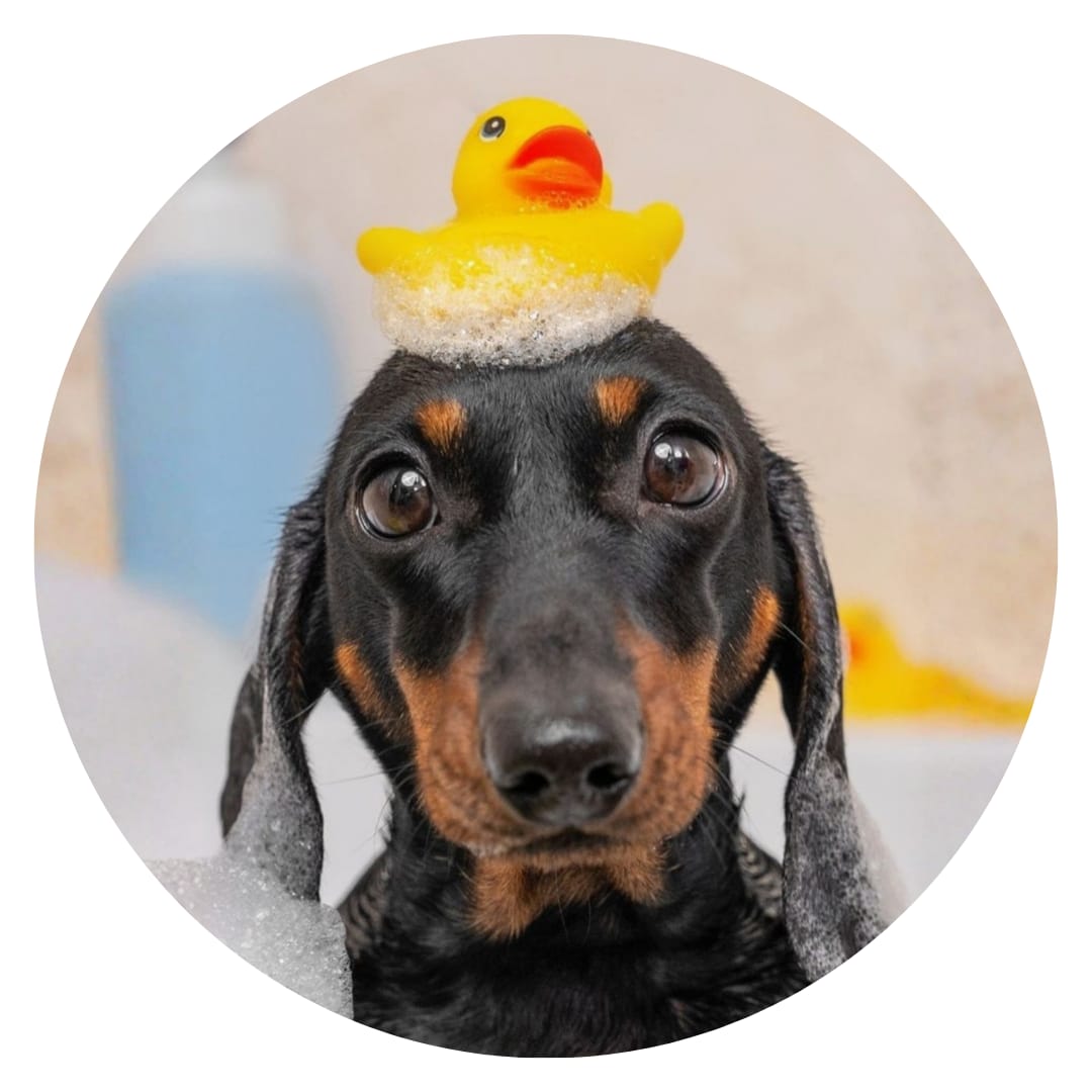 Peluquería canina
